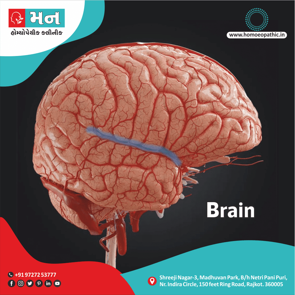 Brain Anatomy Homeopathic Medicine Treatment Homeopathy Doctor Clinic in Rajkot Gujarat India
