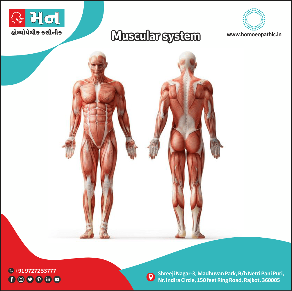 Muscular system Definition Symptoms Cause Diet Regimen Homeopathic Medicine Homeopath Treatment in Rajkot India